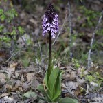 Oasi Ghirardi aprile 2012 (243) orchidea selvatica