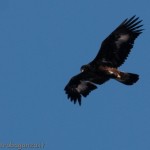 Aquila Reale in volo 22-02-2012
