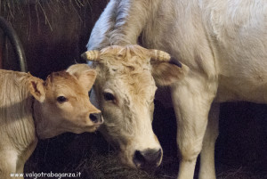 interno stalla – mucca e vitello