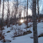 Monte Gottero (11) faggeta