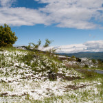 Cappelletta Passo neve primavera 24 –05-2013 (109)