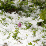 Cappelletta Passo neve primavera 24 –05-2013 (157) fiori