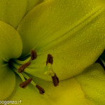 Still Life fiori (142) giglio giallo