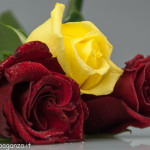 Still Life fiori (181) rose