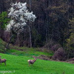 Cervo Parma Val Taro primavera 2013 (79)