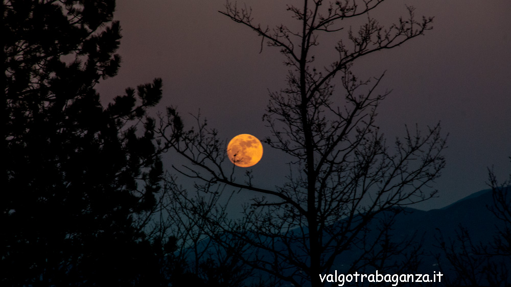 Risultati immagini per la luna che illumina il bosco