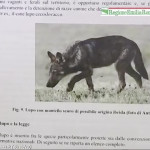 Piano prevenzione attacchi lupo Emilia-Romagna 2014 (23) materiale