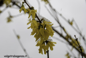 Val Gotra 24-03-2014 (20) neve fiori