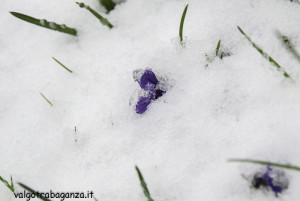 Val Gotra 24-03-2014 (34) neve fiori