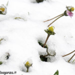 Val Gotra 24-03-2014 (48) fiori neve