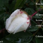 Rosa Settembrina poesia di Celesta Botti