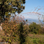 Val Gotra Autunno 2014 (109) foliage