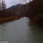 Taro fiume (1)