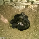 Canidi forse cuccioli di Lupo (14)