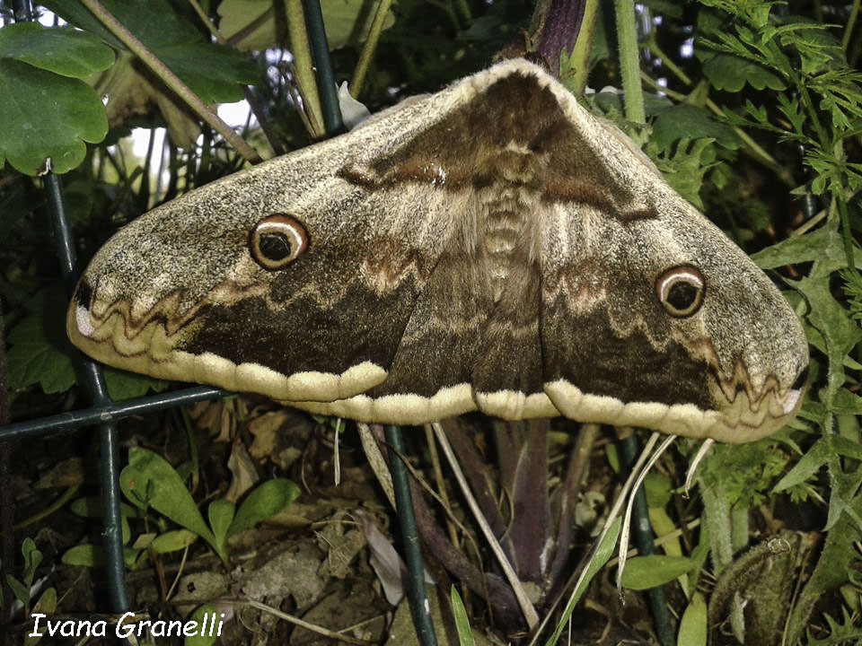 Falena (102) farfalla