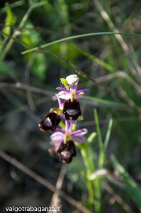 Ophrys bertolonii (104)