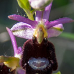 Ophrys bertolonii (105)