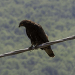 Falco Pecchiaiolo (105) natura