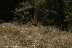 Falco Pecchiaiolo (121) natura