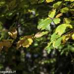 Bosco (147) foliage