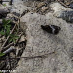 La pietra e la farfalla (100) fotofavolaracconto
