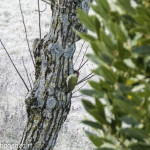 Picchio verde (106) Picus viridis