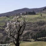 Brunelli Borgotaro (173) alberi fioriti