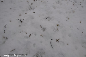 inverno Albareto (235) neve