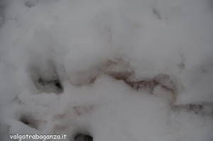 inverno Albareto (285) neve