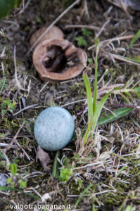 Uova di uccello tra l'erba(102)