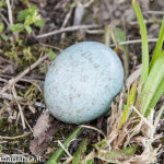 Uova di uccello tra l'erba(105)