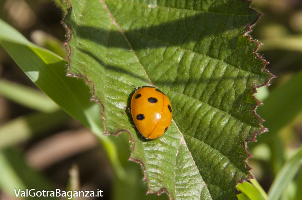 coccinellida coccinellida