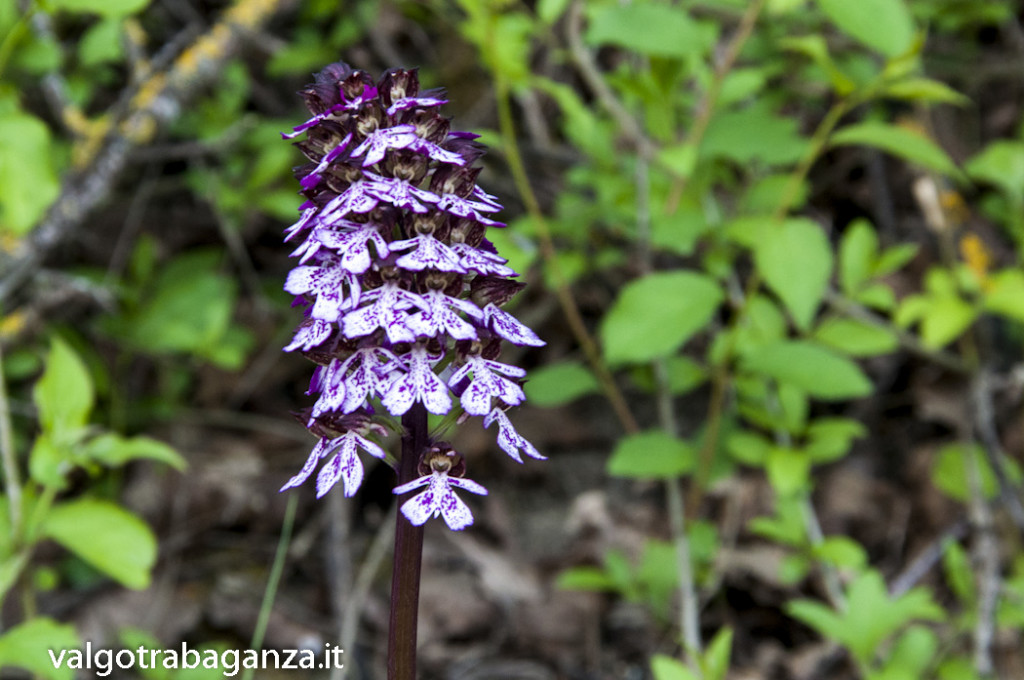 Orchide purpurea o Orchide maggiore (100)