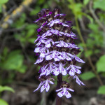 Orchide purpurea o Orchide maggiore (101)