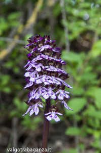 Orchide purpurea o Orchide maggiore (109)