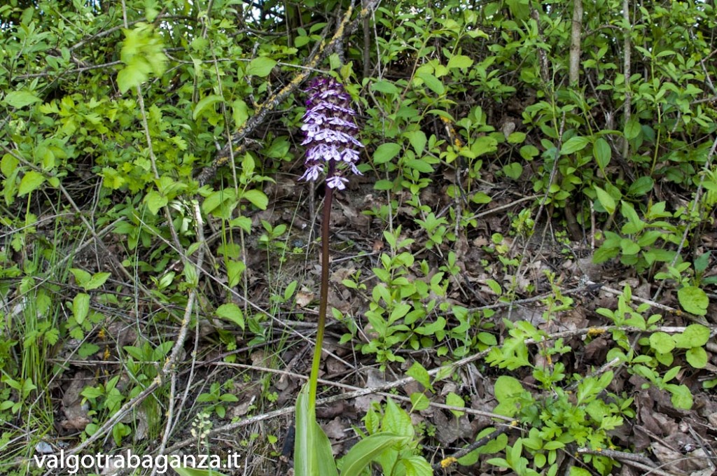 Orchide purpurea o Orchide maggiore (111)