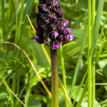 Orchide purpurea o Orchide maggiore (117)