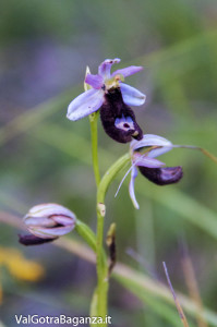 Orchidea di Bertoloni (104)