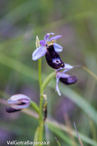 Orchidea di Bertoloni (107)