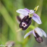 Orchidea di Bertoloni (113)