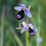 Orchidea di Bertoloni (115)