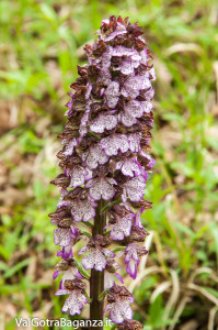 orchide-purpurea-102-orchide-maggiore