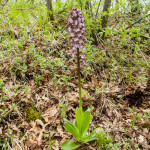 orchide-purpurea-111-orchide-maggiore