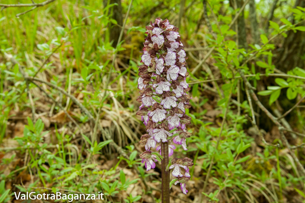 orchide-purpurea-118-orchide-maggiore