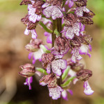 orchide-purpurea-121-orchide-maggiore