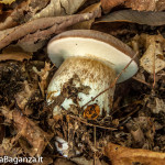 ambiente-132-castagno-funghi