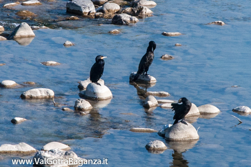 cormorano-comune-110-nel-taro