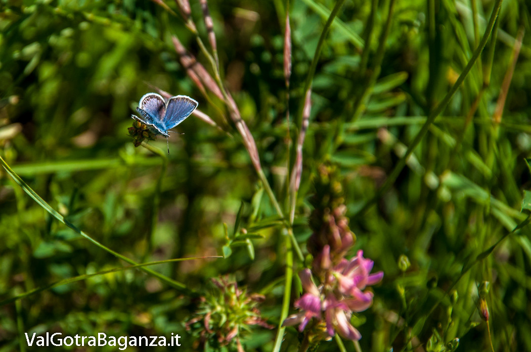 farfalla-icaro-101-argo-azzurro