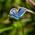 farfalla-icaro-103-argo-azzurro